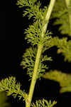 Mayweed <BR>Stinking chamomile